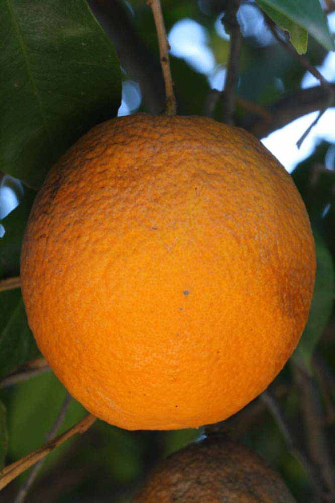            Fruit (Riverside, CA)   